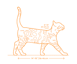 Some bengal coats have striking rosettes or spots made up of more than one. Bengal Cat Dimensions Drawings Dimensions Com