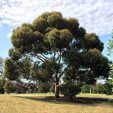 Evergreen Trees For Australian Gardens
