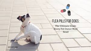 Flea Pills For Dogs The Ultimate Guide Every Pet Owner Must