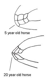 Horse Teeth Age Anatomy And Growth
