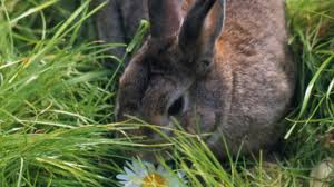 How To Keep Rabbits Out Of Your Garden