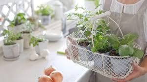 The Best Indoor Herb Garden Kits
