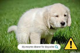 homemade enzyme cleaner for dog urine
