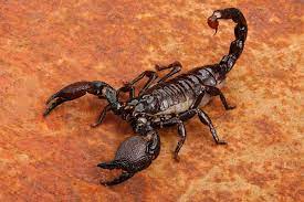 scorpions poisoning in dogs symptoms