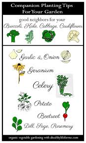 Companion Planting Tips For Cruciferous Vegetables