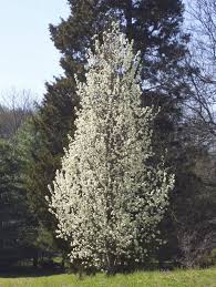ornamental flowering pear trees types