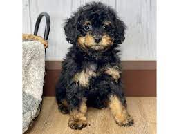 poodle dog female black tan 3376935