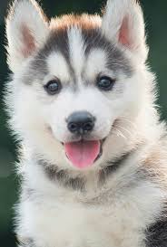 15 of the best pictures. This Husky Puppy Is So Cute Aww