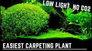 easy low light no co2 carpeting plant