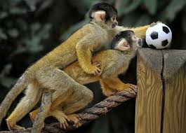 Amazing Creatures: Cute monkeys playing soccer/football (4 pics)