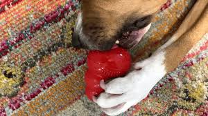 what to stuff in a kong dog toy