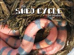 the shedding cycle in snakes wiki