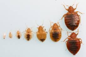The Life Cycle Of The Bed Bug Long Island Bed Bug Inspections