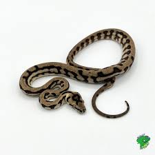 jungle jaguar carpet python cb baby