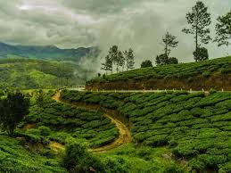 darjeeling tea estates tea with a view