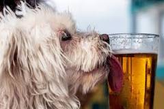 can-i-give-my-dog-beer