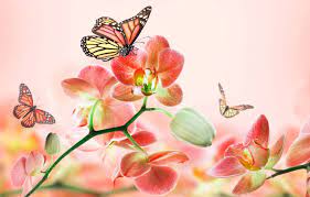 Wallpaper summer, butterfly, flowers ...