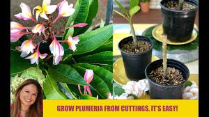 plumeria cuttings basic plumeria care