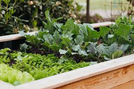 Our Handy Raised Bed Gardening Tips
