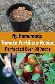 my tomato fertilizer recipe perfected