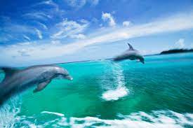 dolphins swim so fast