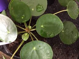 Il photos o potos, pianta rampicante con foglie super verdi. Piante Per La Camera Da Letto