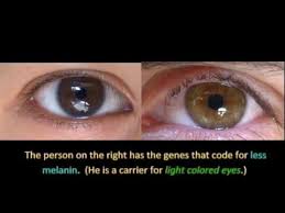 Genetics And Eye Color