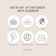 the skin barrier explained the