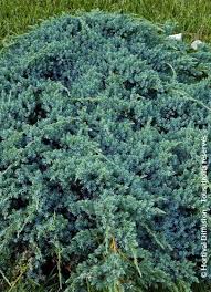 juniperus squamata blue carpet drupal