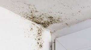11 sneaky signs of mold in your home