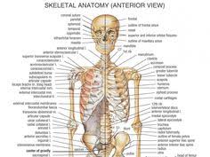 Sartorius Tendonitis Human Anatomy Study Thigh Muscles Human