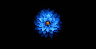 Wallpaper Blue Flower Dark Amoled