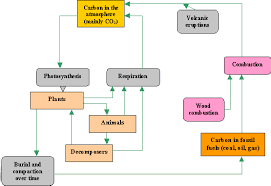 Carbon Cycle Diagram Worksheet Worksheet Fun And Printable