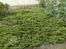 photo of juniperus calgary carpet