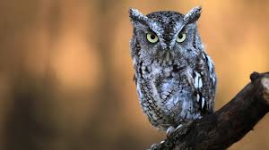 Barred owl, hoot owl, northern barred owl, swamp owl, striped owl, eight barn owl. Who Said That 8 Owls You Might Hear At Night