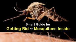 Indoor Mosquito Control Fast Tricks