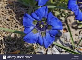 Gentiana Kochiana High Resolution Stock Photography and Images ...