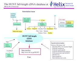 Along with list of similar this page is all about the meaning, abbreviation and acronym of cdna explaining the definition or. Hunt Launch Of A Full Length Cdna Database From The Helix Research Institute Abstract Europe Pmc