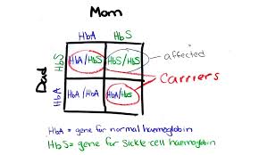 Simplifying Genetics With Sickle Cell Anemia