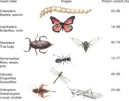 Insects As An Alternative Protein Source Sciencedirect