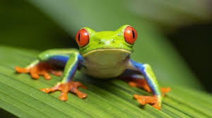 They are light tan with golden. Top 17 Most Popular Pet Frogs For Beginners Everything Reptiles