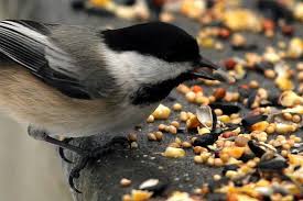 Image result for birds feeding