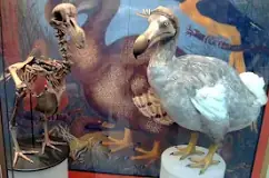 what-do-dodo-birds-eat