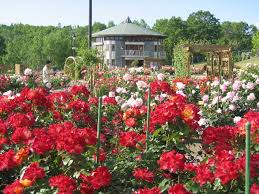 rose garden chiptsu hokkaido