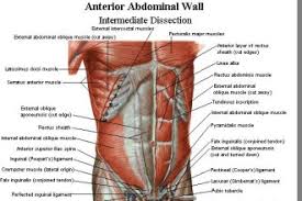 Abdominal Muscles Biological Science Picture Directory