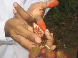 lipstick tree fruit at e