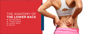 Back / anatomy & histology*. Lower Back Pain Treatment Options Treating Lower Back Pain