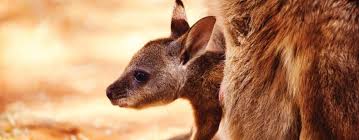 kangaroo words words that conn