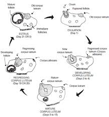 Physiology And Anatomy Of Reproduction Estrous Cycle