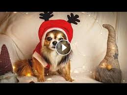 Free youtube video downloader will show you a file size before saving it. Funniest Dogs In Christmas Costumes 2020 Funny Pets